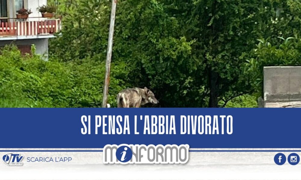 Lupo Attacca Un Cane E La Sua Padrona In Pieno Centro I Particolari