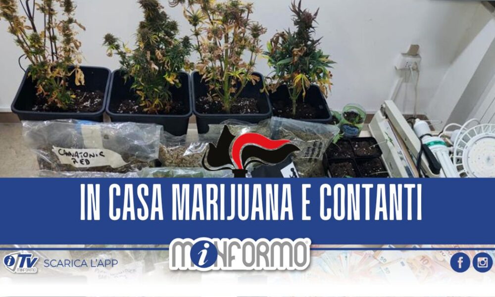 Blitz Dei Carabinieri Nel Napoletano Arrestato Titolare Di Un Cannabis